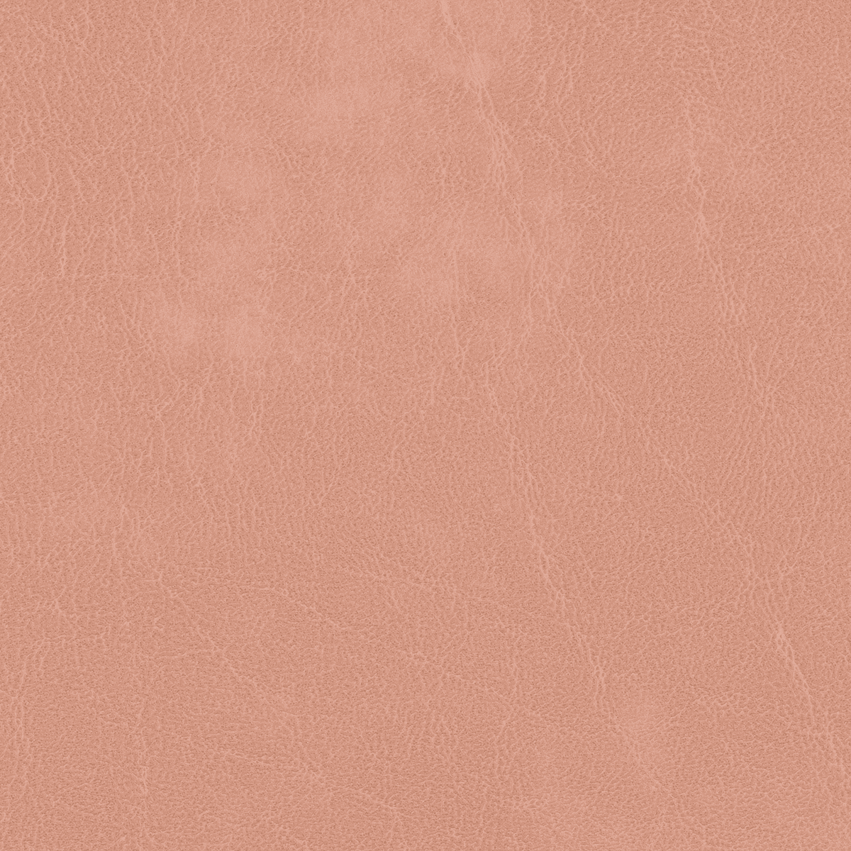 TN35 ROSE